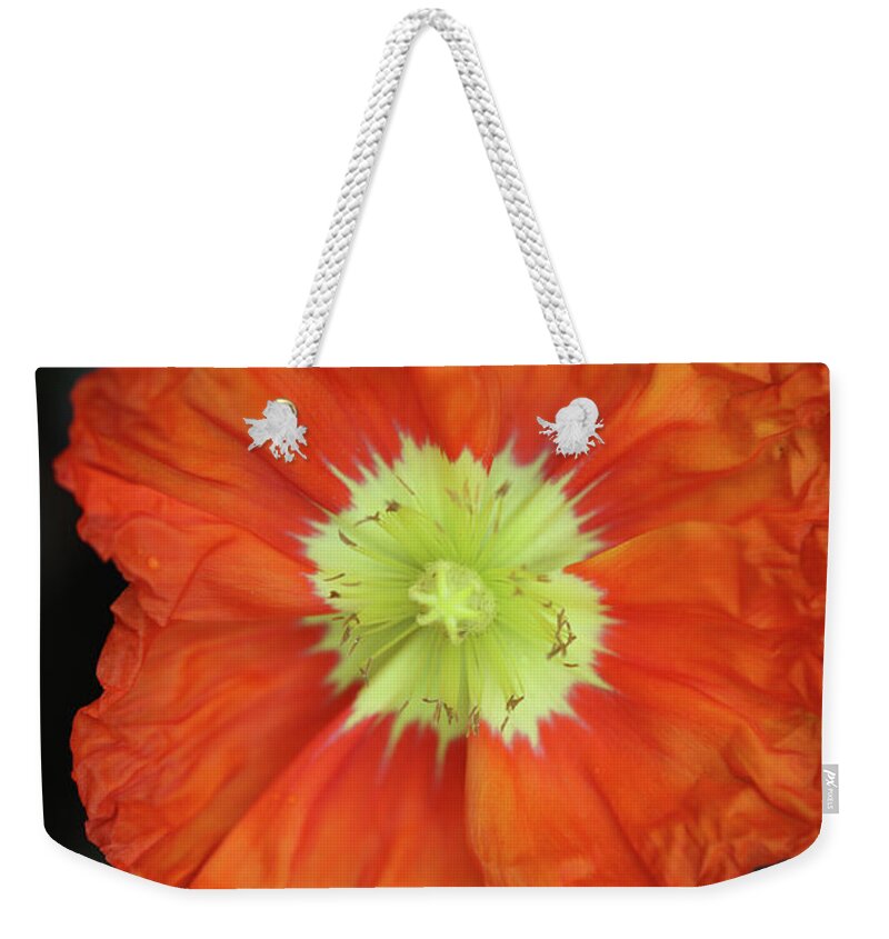 Iceland Poppy Weekender Tote Bag featuring the photograph Iceland Poppy #1 by Tammy Pool