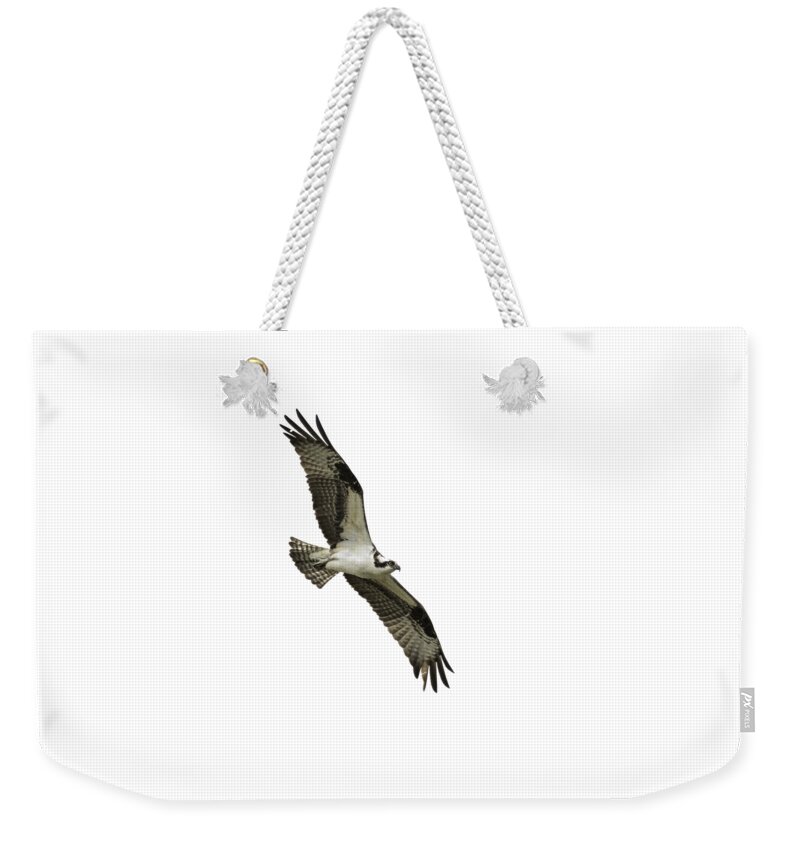 Osprey Weekender Tote Bag featuring the photograph Isolated Osprey 2021-1 by Thomas Young