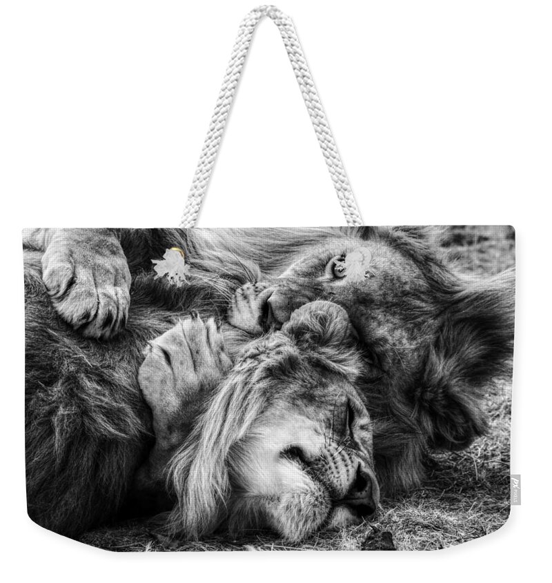 Lions Weekender Tote Bag featuring the photograph Jungle Love #1 by Mountain Dreams