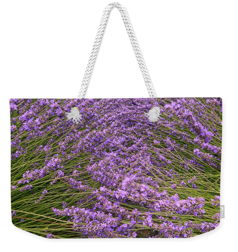 Lavender Weekender Tote Bag featuring the photograph Lavender Field #1 by Minnie Gallman