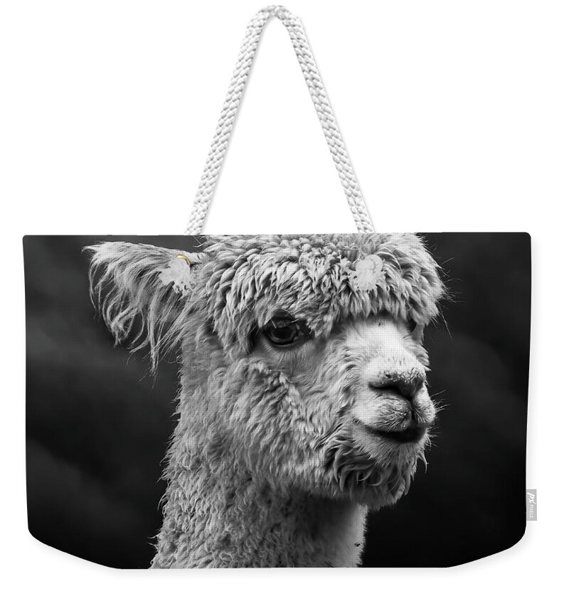 Llama Weekender Tote Bag featuring the photograph Llama by Andrew Dickman