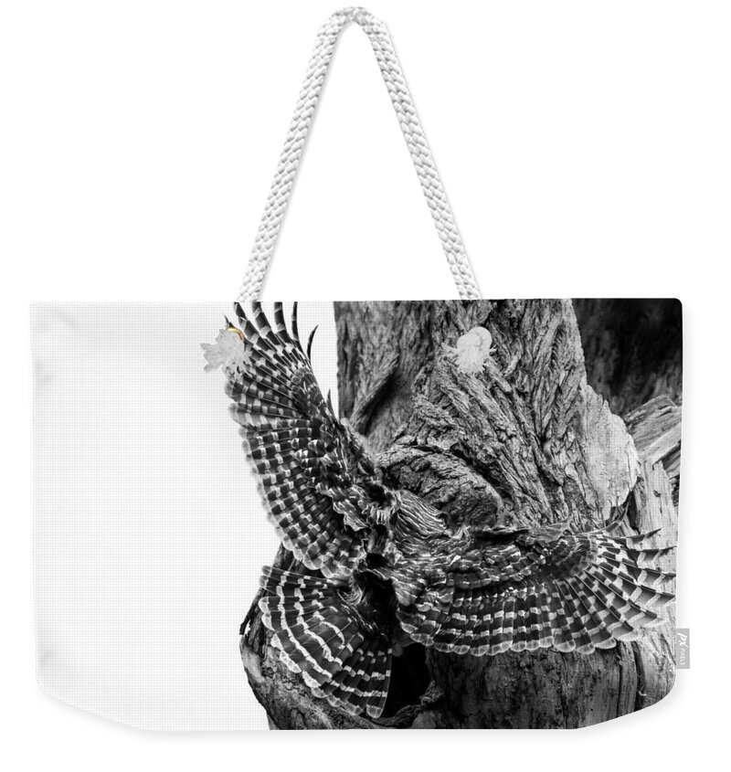 Mama Barred Owl Weekender Tote Bag featuring the photograph Mama Barred owl rushing in to feed its babies #1 by Puttaswamy Ravishankar