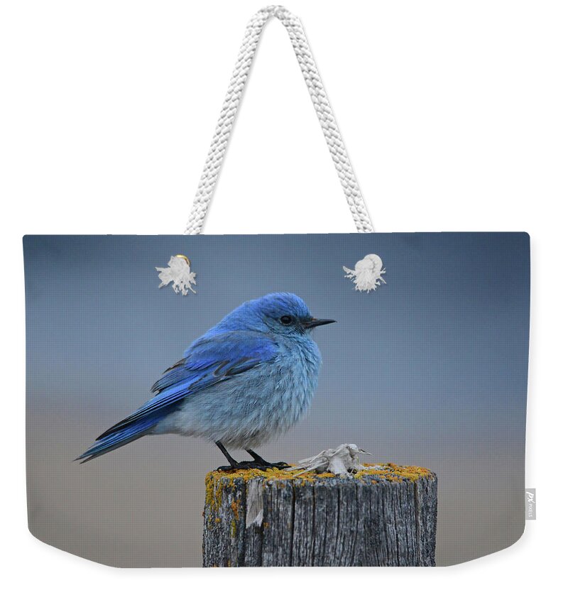 Mountain Bluebird Weekender Tote Bag featuring the photograph Mountain Bluebird 2 #1 by Whispering Peaks Photography