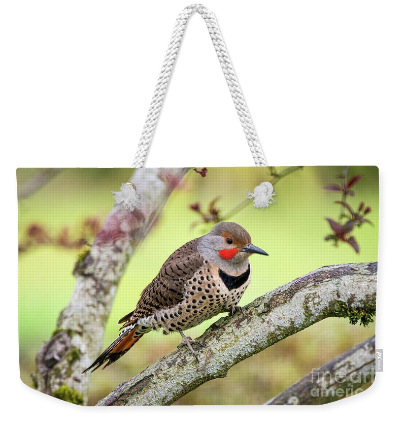Dendrocopos Weekender Tote Bag featuring the photograph Northern Flicker #1 by Craig Leaper