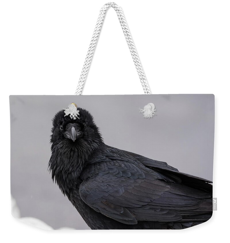 Raven Weekender Tote Bag featuring the photograph Raven by David Kirby