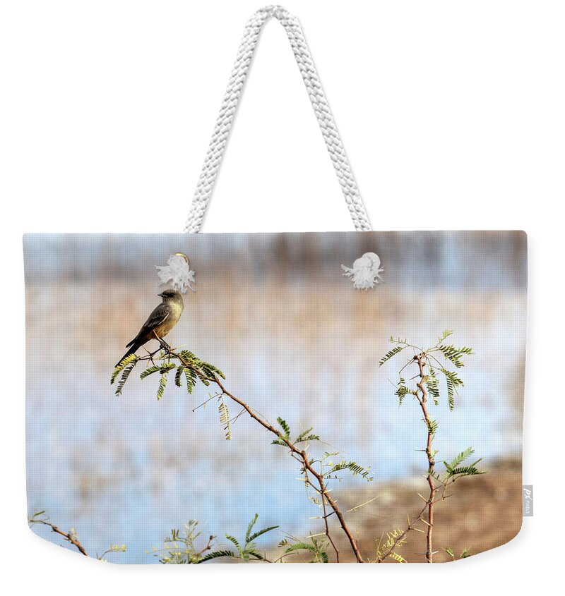 Arizona Weekender Tote Bag featuring the photograph Say's Phoebe by Robert Harris