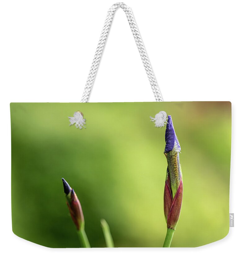 Spring Weekender Tote Bag featuring the photograph Siberian iris - Iris sibirica #1 by Average Images