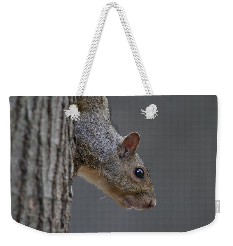 Grey Squirrel Weekender Tote Bag featuring the photograph Squirrel #1 by Brook Burling