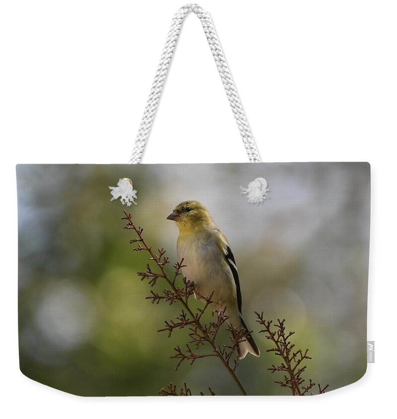 American Goldfinch Weekender Tote Bag featuring the photograph Sunshine On A Branch #1 by Fraida Gutovich