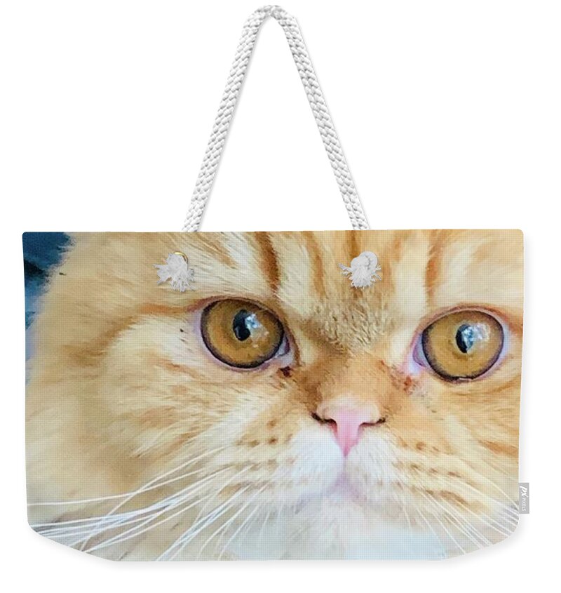 Kitten Weekender Tote Bag featuring the photograph Tawny by Juliette Becker