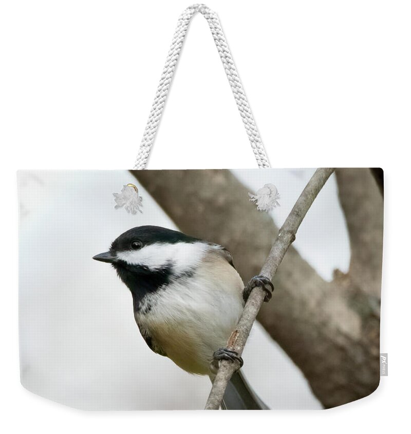 Chickadee Weekender Tote Bag featuring the photograph The Stare #2 by Ray Silva