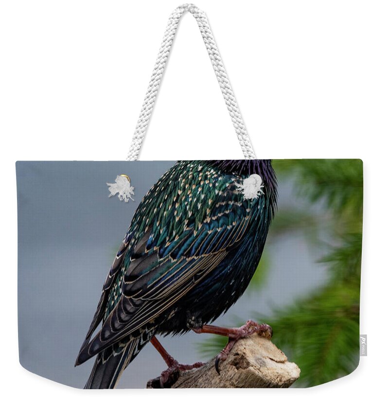 Avian Weekender Tote Bag featuring the photograph The Starling #1 by Cathy Kovarik