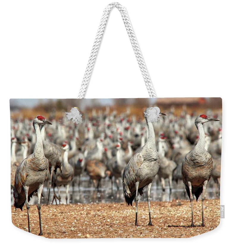 Wildlife Weekender Tote Bag featuring the photograph The Three Amigos by Robert Harris