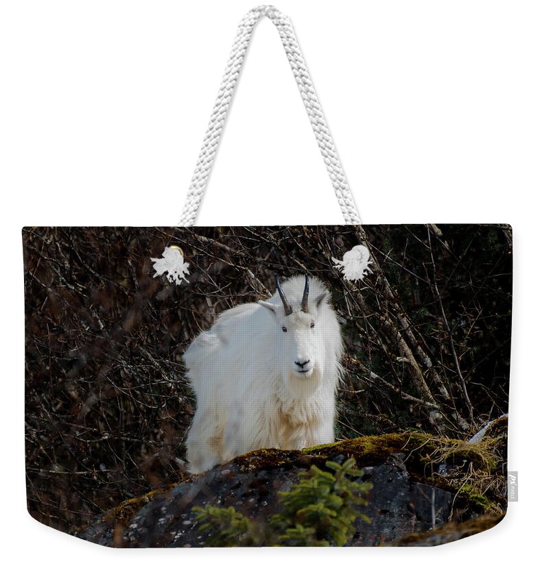 Goat Weekender Tote Bag featuring the photograph Watching by David Kirby