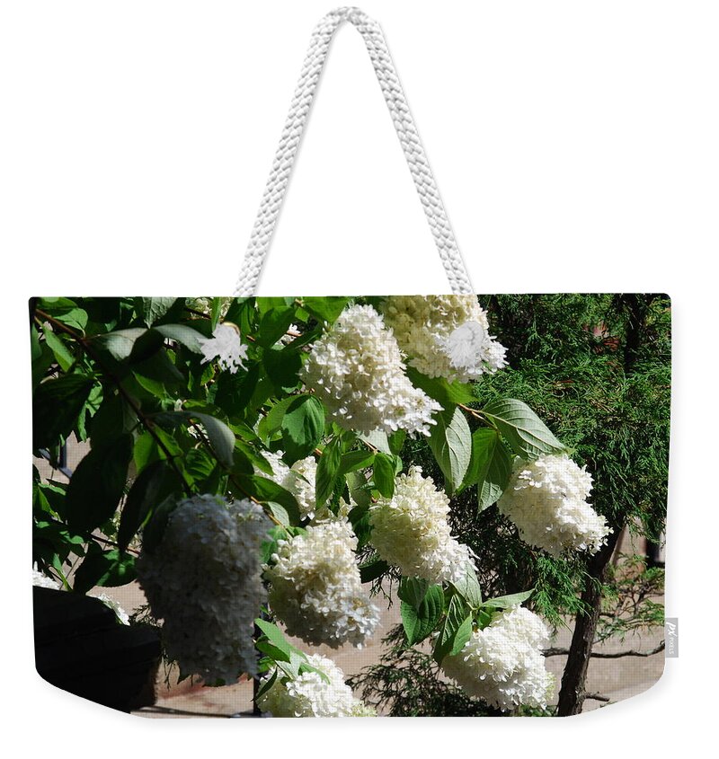 Annabelle Hydrangeas Weekender Tote Bag featuring the photograph White Annabelles #1 by Ee Photography