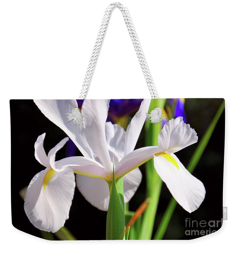 White Weekender Tote Bag featuring the photograph White Iridaceae, Dutch Iris, is a spring flowering bulb. #1 by Milleflore Images