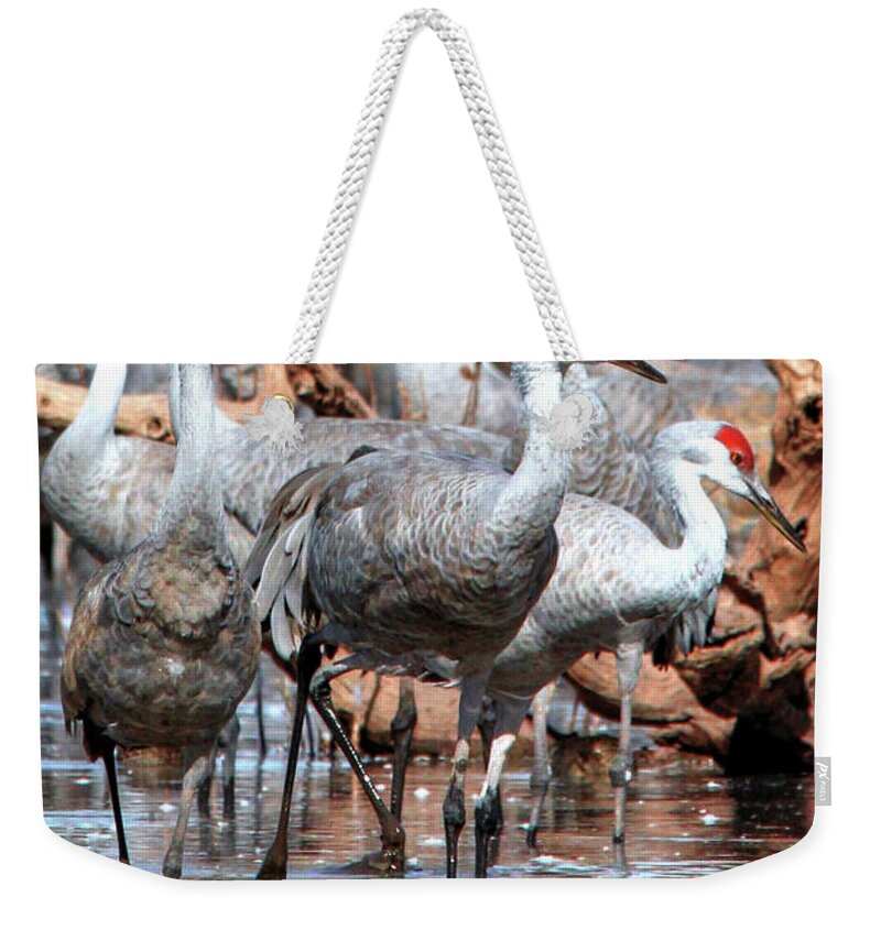 Wildlife Weekender Tote Bag featuring the photograph Whitewater Draw 2482 by Robert Harris