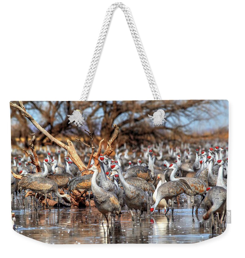 Wildlife Weekender Tote Bag featuring the photograph Whitewater Draw 2533 by Robert Harris