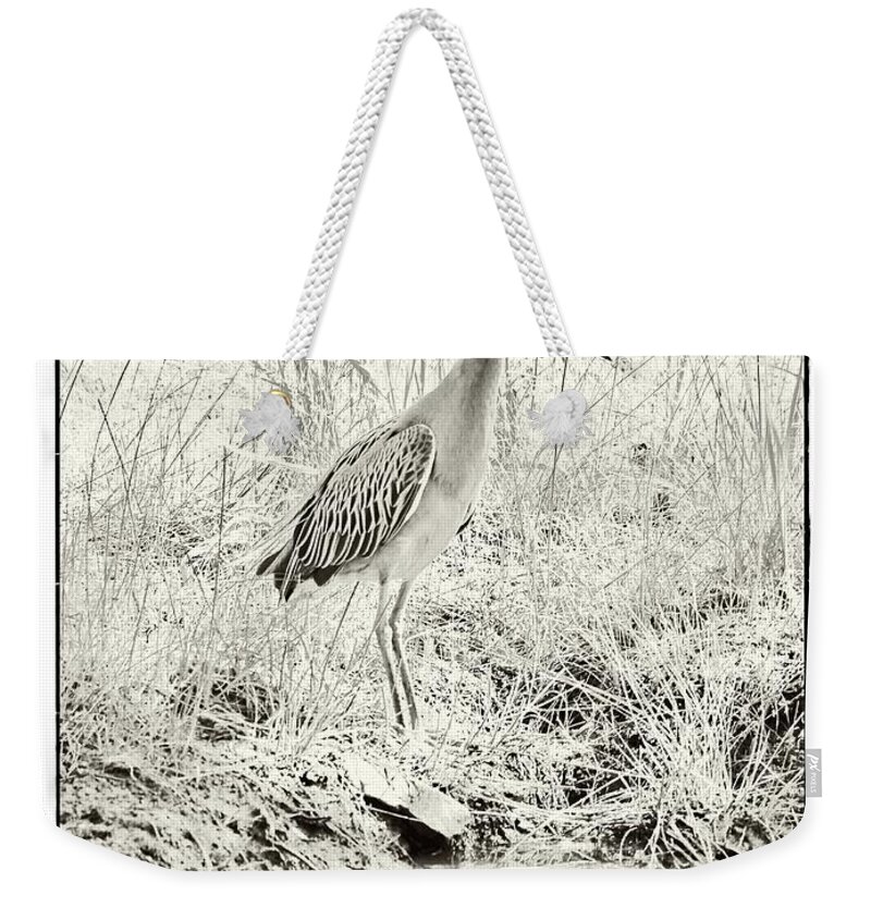 Yellow Crowned Night-heron Weekender Tote Bag featuring the photograph Yellow-crowned Night-Heron #2 by Gary Richards