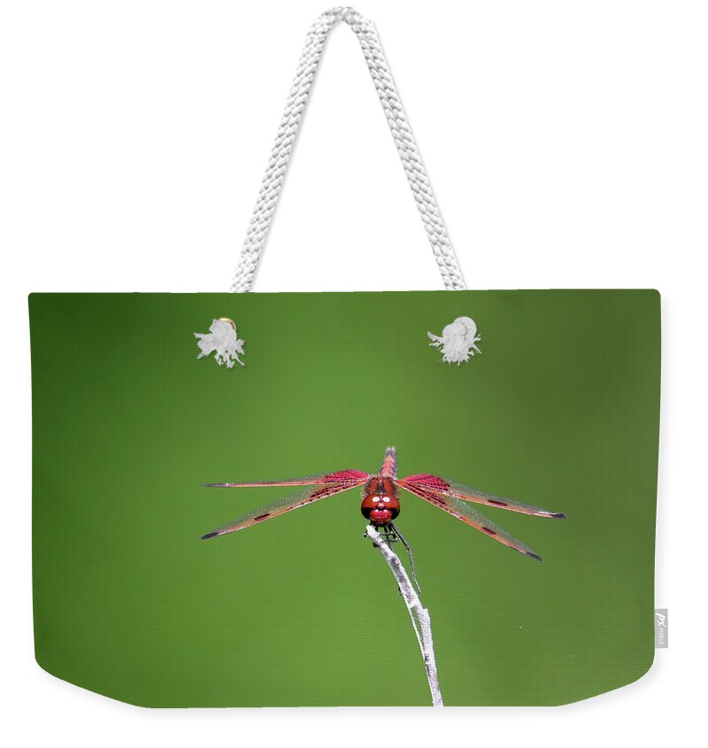 Red Saddlebag Dragonfly Weekender Tote Bag featuring the photograph Red Saddlebag Dragonfly #10 by Brook Burling