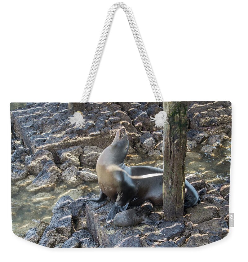 Animals Weekender Tote Bag featuring the digital art Sea Lion #10 by Carol Ailles
