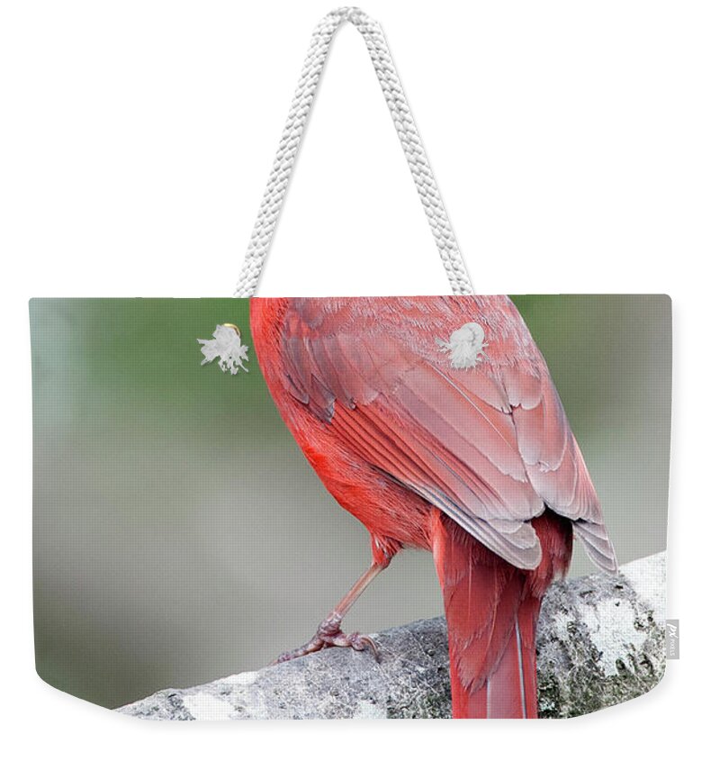 Male Cardinal Weekender Tote Bag featuring the photograph Male Cardinal #11 by Diane Giurco
