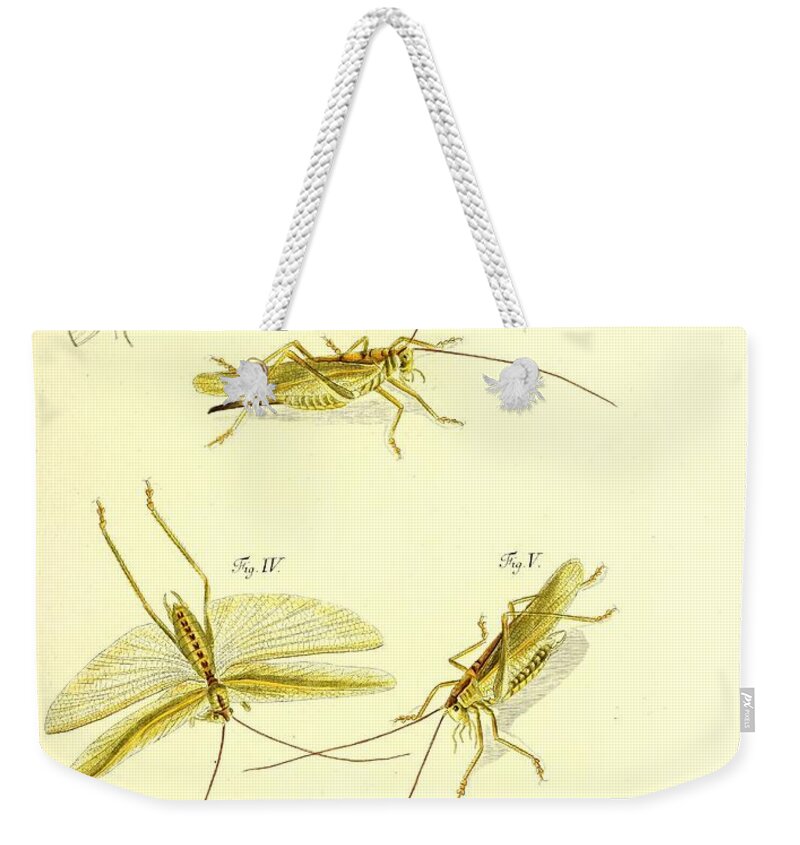 Grasshoppers Weekender Tote Bag featuring the mixed media Insects #173 by World Art Collective
