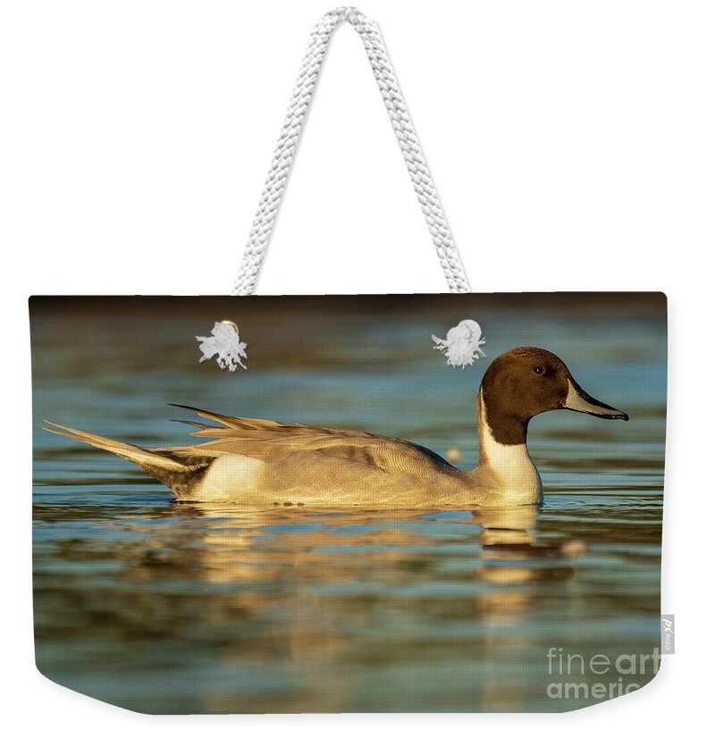 North America Weekender Tote Bag featuring the photograph Northern Pintail Anas acuta Costa Ballena Cadiz #18 by Pablo Avanzini