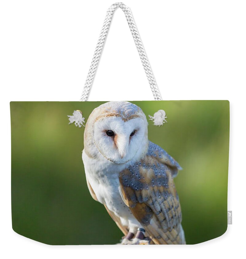 Barn Owl Weekender Tote Bag featuring the photograph Barn Owl by Anita Nicholson