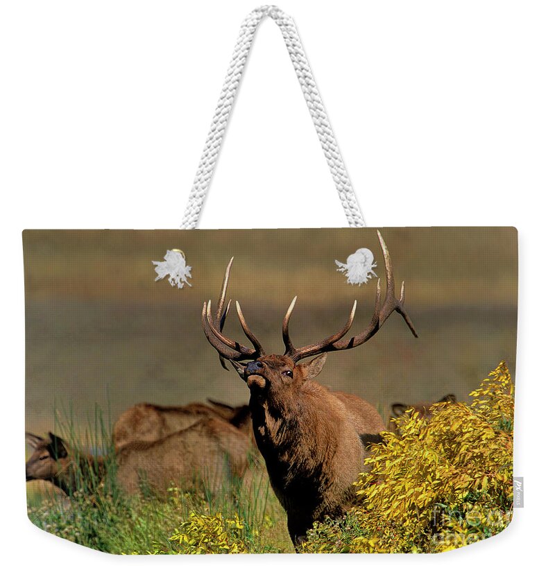 Dave Welling Weekender Tote Bag featuring the photograph Bull Elk Cervus Elaphus Wild Wyoming #2 by Dave Welling