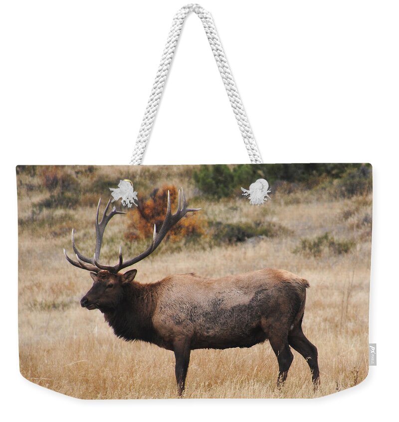 Nature Weekender Tote Bag featuring the painting Bull Elk #2 by Vallee Johnson