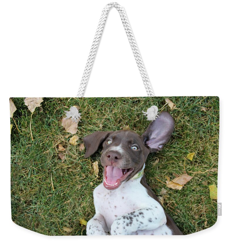 Gsp Weekender Tote Bag featuring the photograph Happy Pup #2 by Brook Burling
