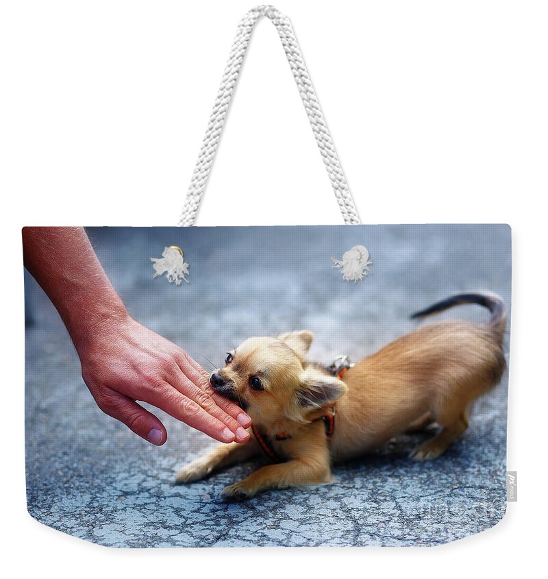 Handbag Chihuahua