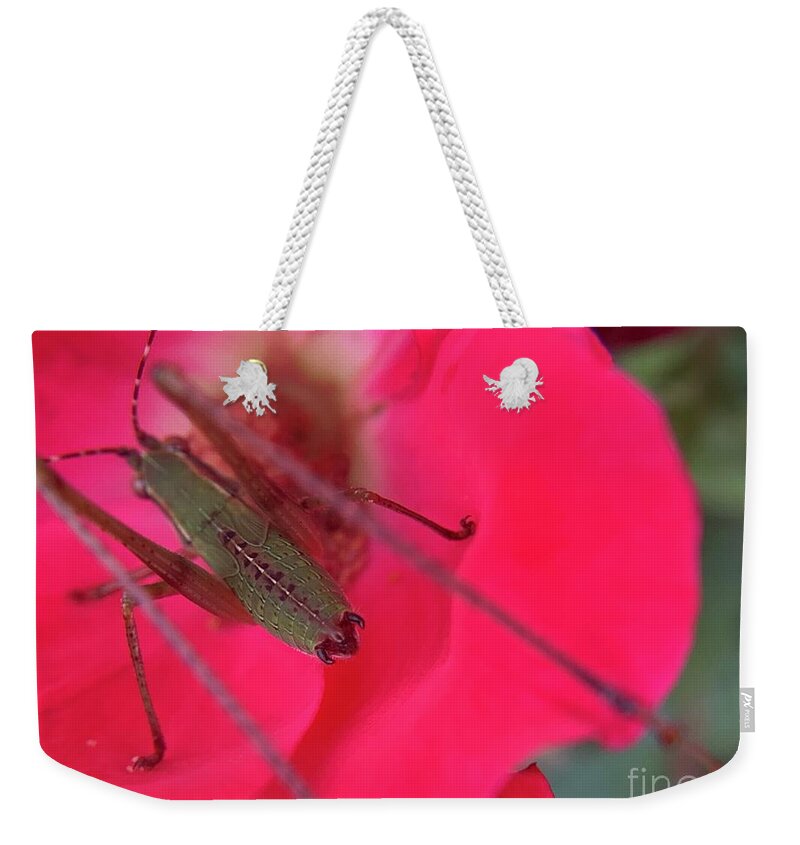 Katydid Weekender Tote Bag featuring the photograph Mexican Bush Katydid #1 by Catherine Wilson