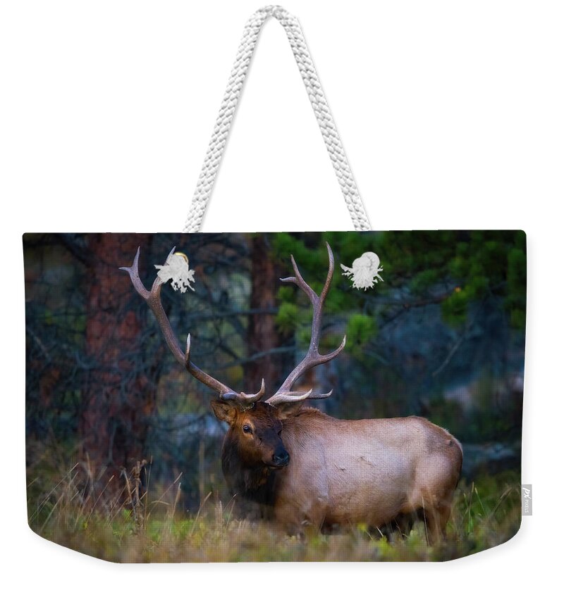 Elk Weekender Tote Bag featuring the photograph Rocky Mountain Elk #2 by Darren White