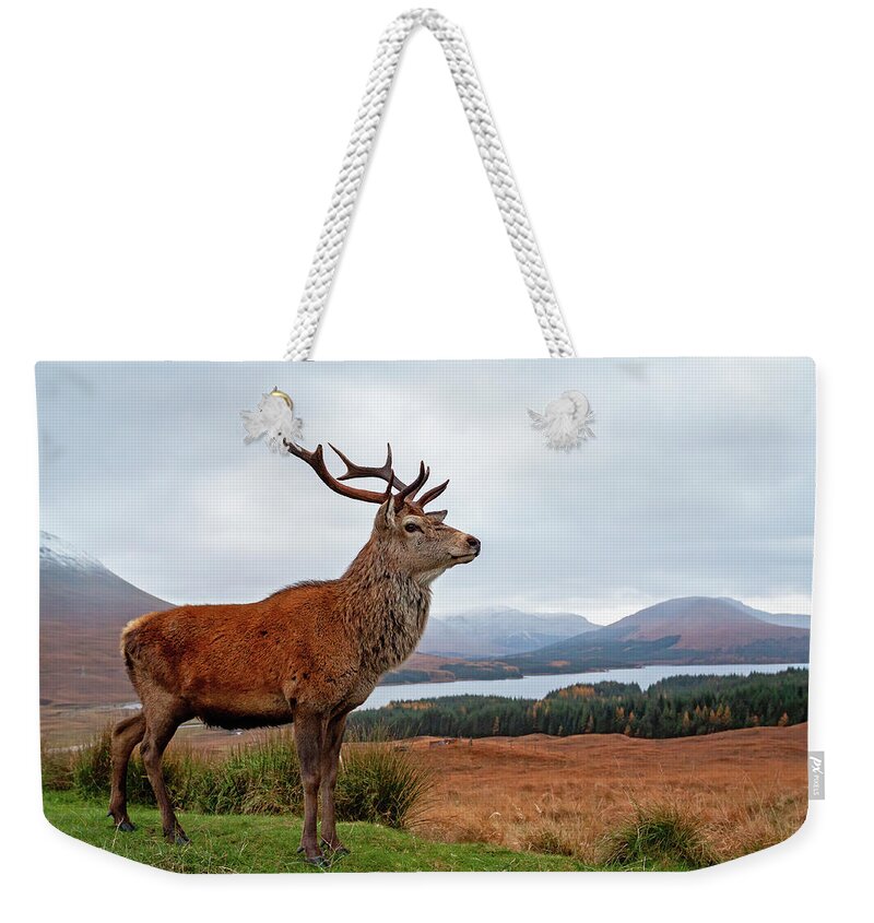 Deer Weekender Tote Bag featuring the photograph Scottish Red Deer Stag-Glencoe #2 by Grant Glendinning