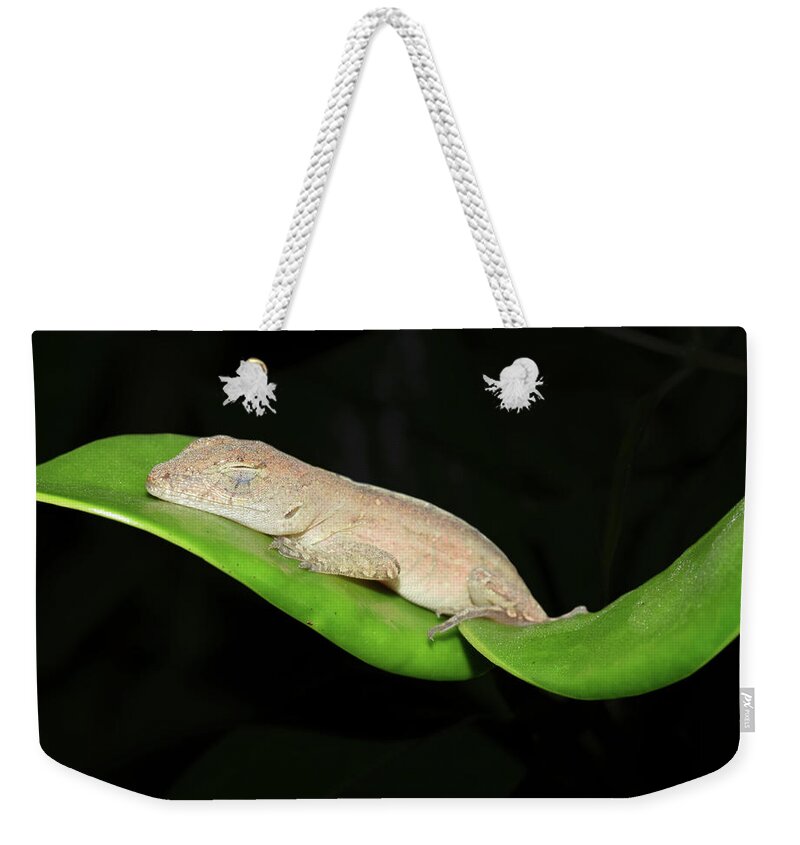 Photograph Weekender Tote Bag featuring the photograph Sleeping Anole #2 by Larah McElroy