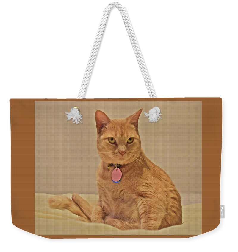 Feline Weekender Tote Bag featuring the photograph 2019 Sunny Cat End of the Year Portrait by Janis Senungetuk