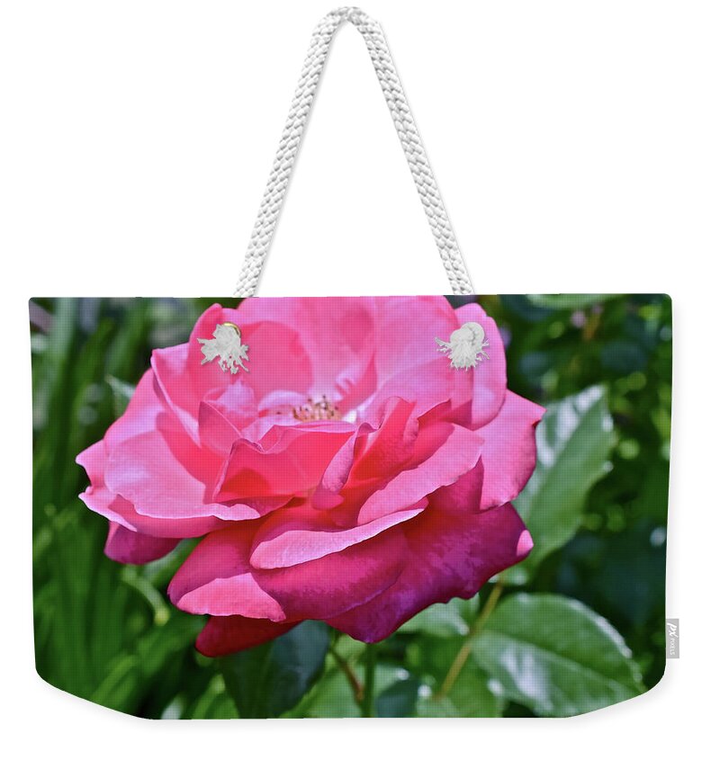 Rose Weekender Tote Bag featuring the photograph 2020 Mid June Garden Rose by Janis Senungetuk