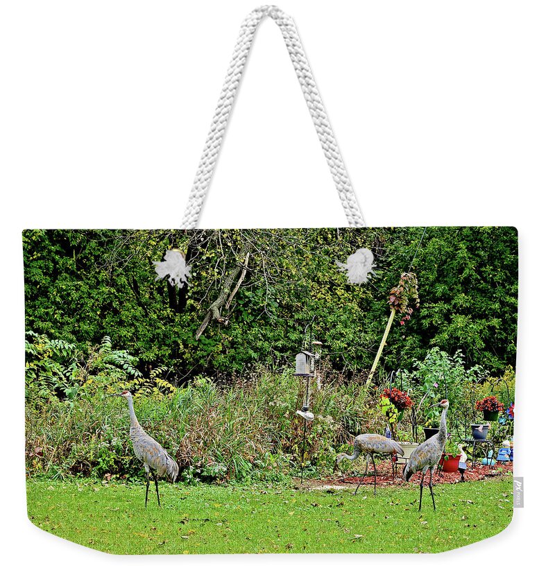 Sandhill Cranes; Backyard; Birds; Weekender Tote Bag featuring the photograph 2021 Fall Sandhill Cranes 2 by Janis Senungetuk