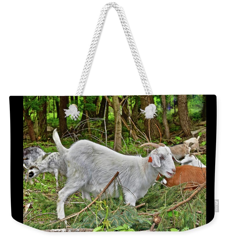 Goats Weekender Tote Bag featuring the photograph 2022 Acewood Basin Goat Maintenance Crew by Janis Senungetuk