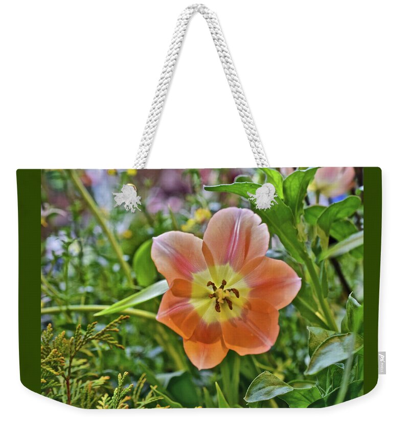 Spring Flowers Weekender Tote Bag featuring the photograph 2023 Spring Show Orange Tulip by Janis Senungetuk