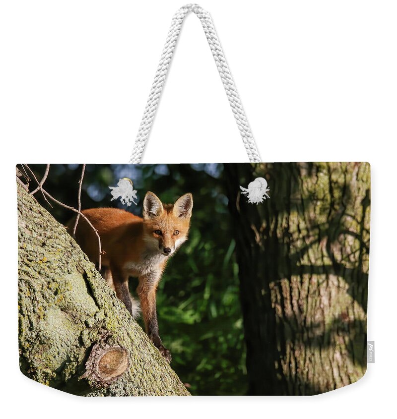 Redfox Weekender Tote Bag featuring the photograph Fox Kit #23 by Brook Burling