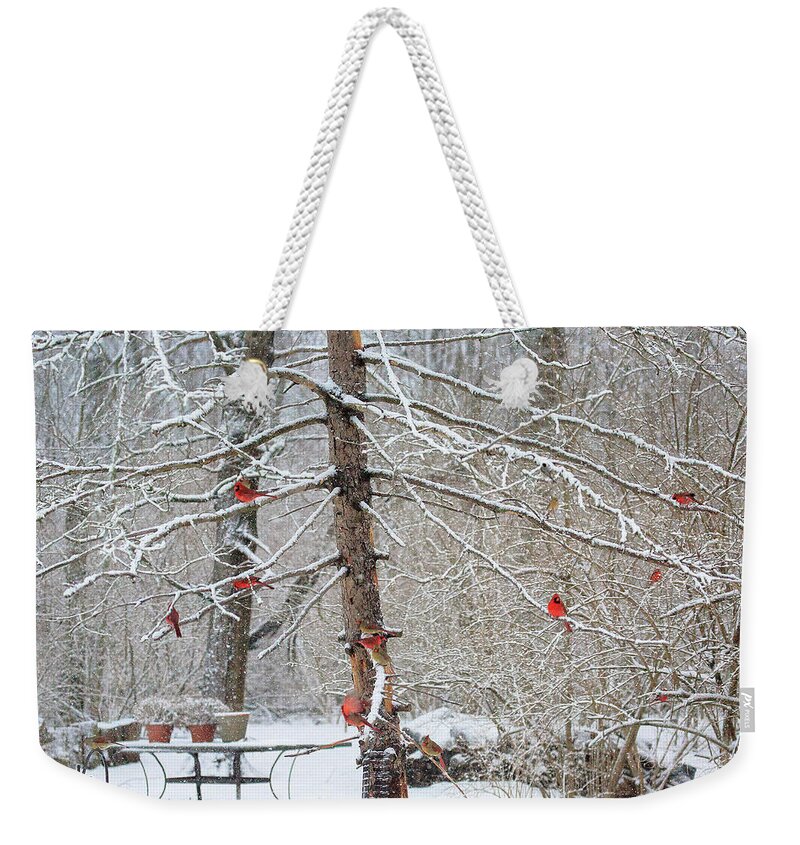 Cardinals Weekender Tote Bag featuring the photograph Cardinals Galore #28 by PJQandFriends Photography