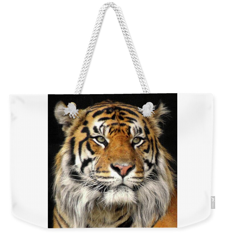 Bengal Weekender Tote Bag featuring the photograph Bengal Tiger #3 by Doc Braham