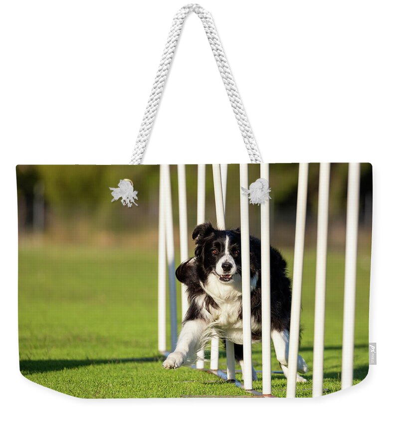 Border Collie Weekender Tote Bag featuring the photograph Border Collie Weaving by Diana Andersen