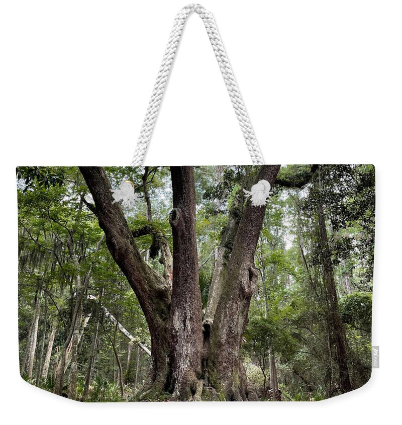 Tree Weekender Tote Bag featuring the photograph 3 Tree by Lee Darnell