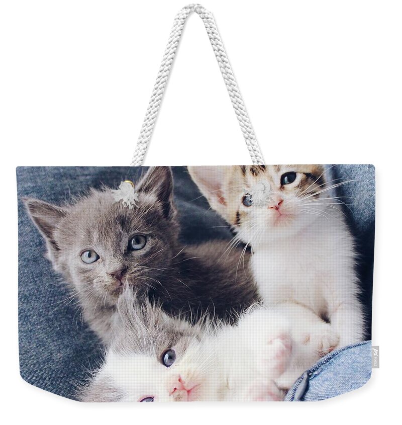 Sea Weekender Tote Bag featuring the photograph 3 Wise Kitties by Michael Graham
