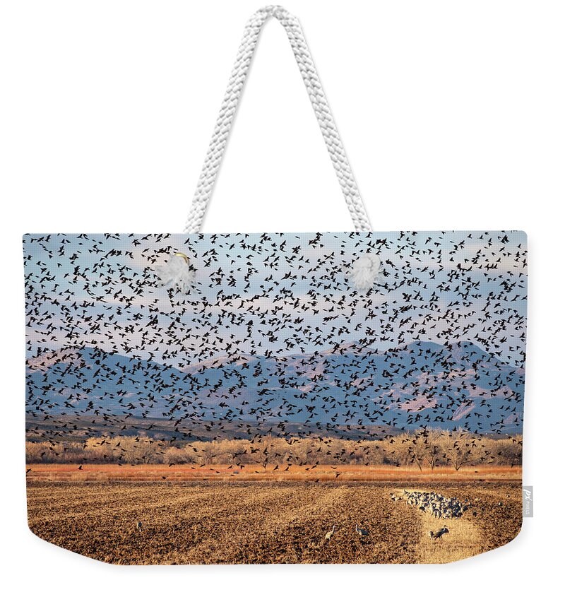 Birds Weekender Tote Bag featuring the photograph 4 and 20 Hundred Blackbirds by Mary Lee Dereske