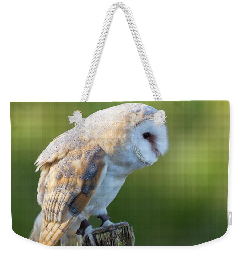 Barn Owl Weekender Tote Bag featuring the photograph Barn Owl #5 by Anita Nicholson